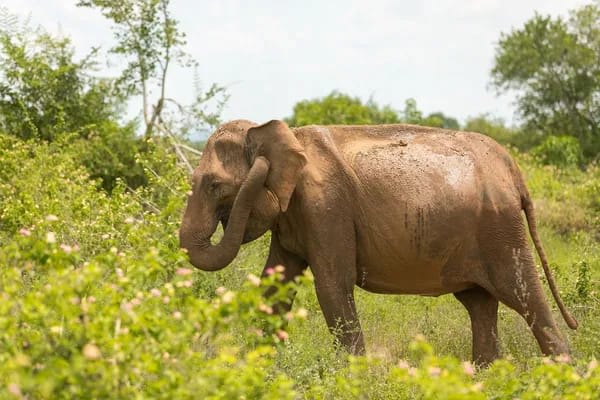Yala Safari in Sri Lanka