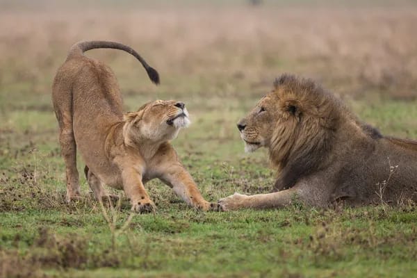 Yala Safari in Sri Lanka