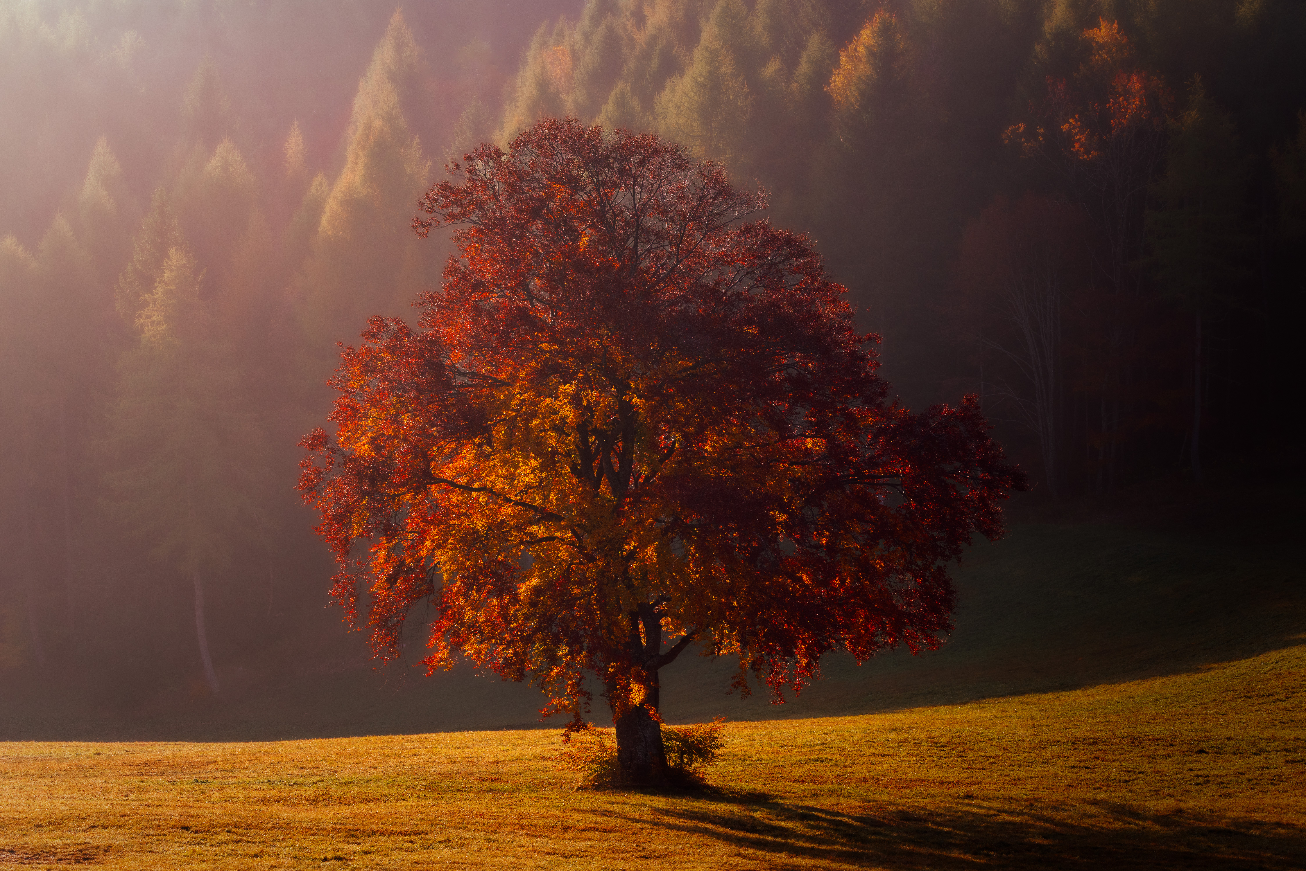 Fall colors