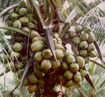Noix de coco sur un palmier
