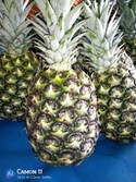 Ananas frais