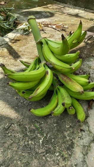 Régime de bananes plantain