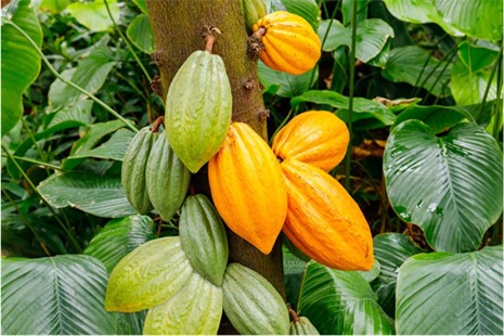 Cabosses de cacao sur un cacaoyer