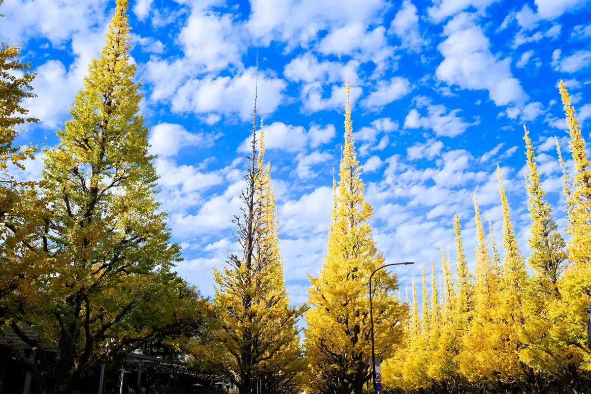 Meiji Jingu Gaien ginkgo avenue in autumn, Tokyo fall foliage late November