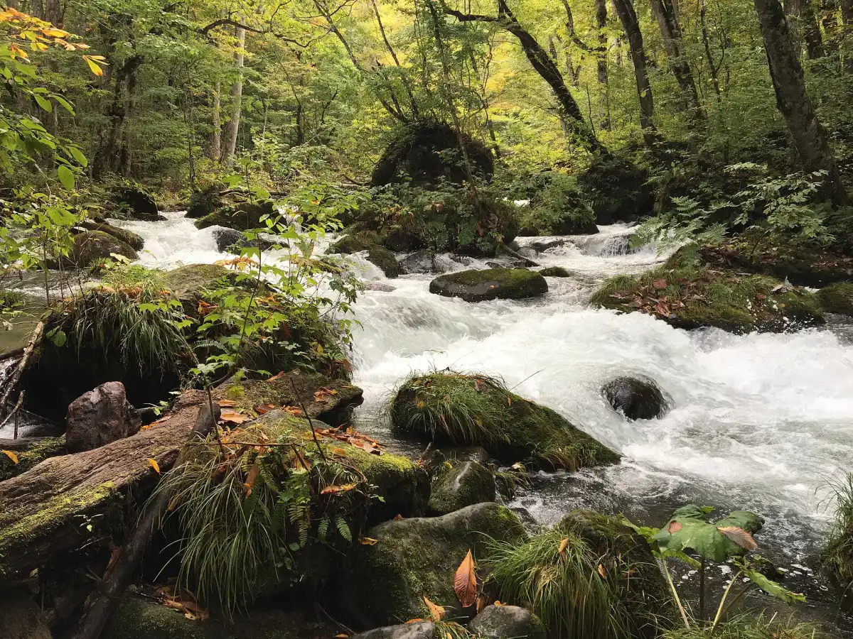 Oirase Stream in Towada-Hachimantai National Park, a top Japan autumn foliage destination