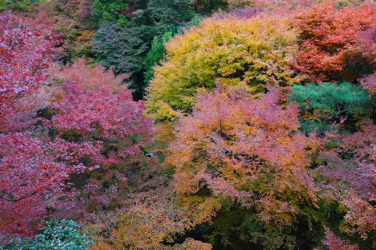 Maples in the Sengyokukan ravine at Tofuku-ji temple, Kyoto autumn leaves late November