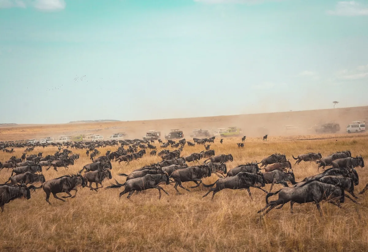Wildebeest herd running across the Masai Mara with a line of safari vehicles behind them