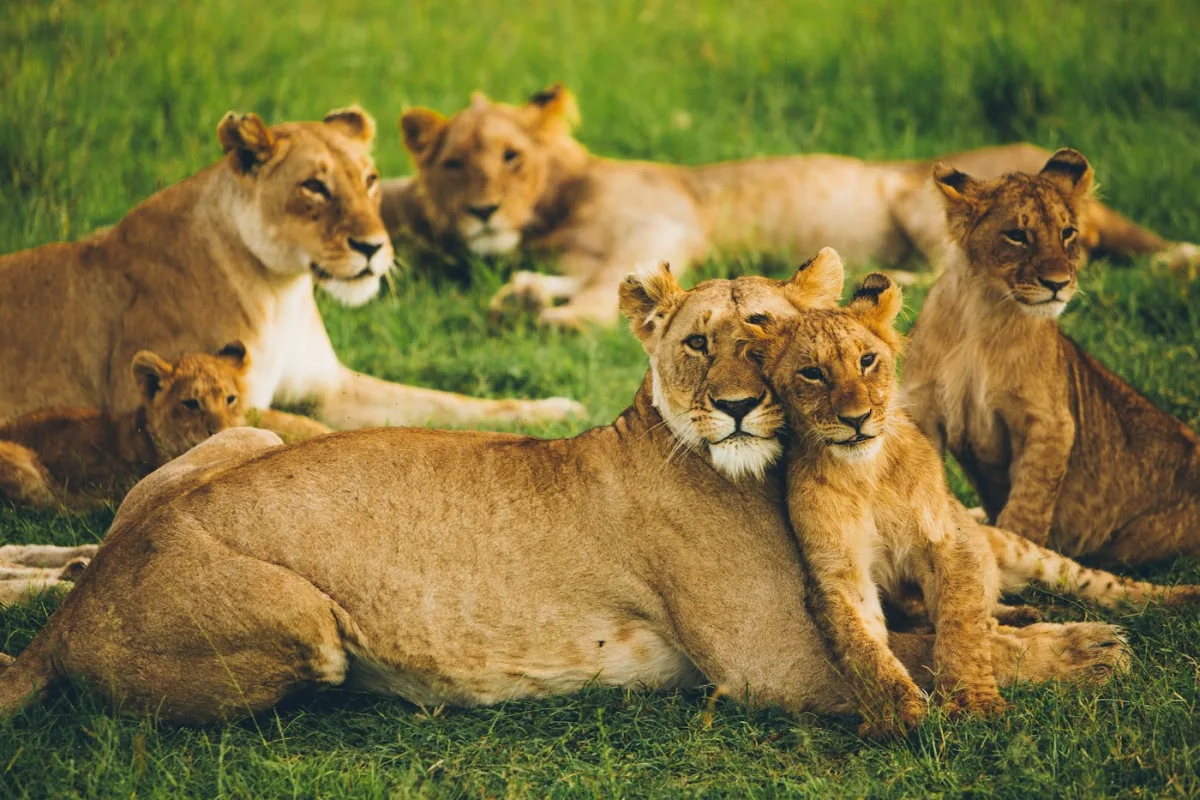 Lioness and cubs resting in golden grass in the Maasai Mara on a luxury Kenya safari
