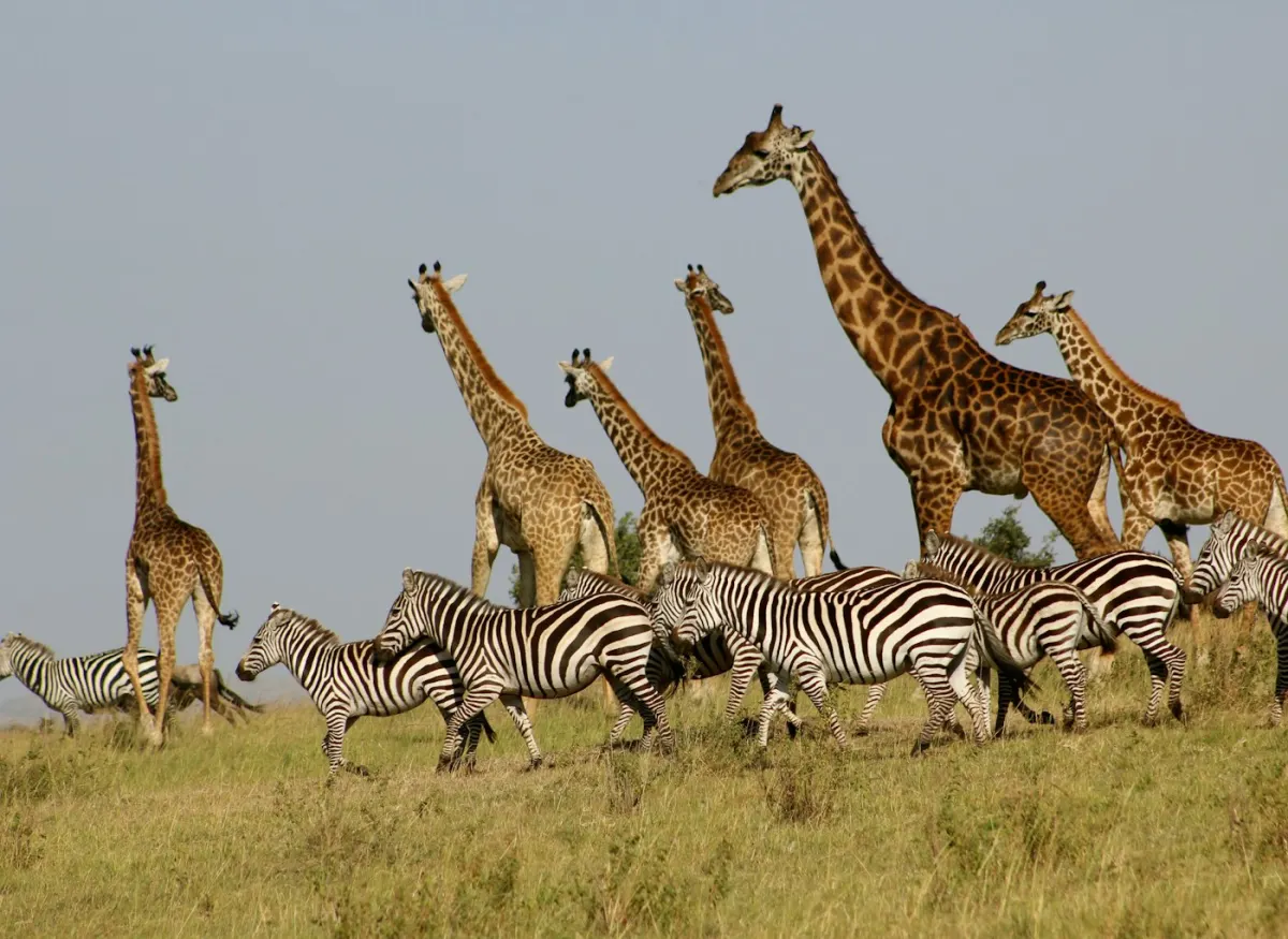 Herd of giraffes and zebras on the Kenyan savannah near Nairobi on a luxury safari itinerary