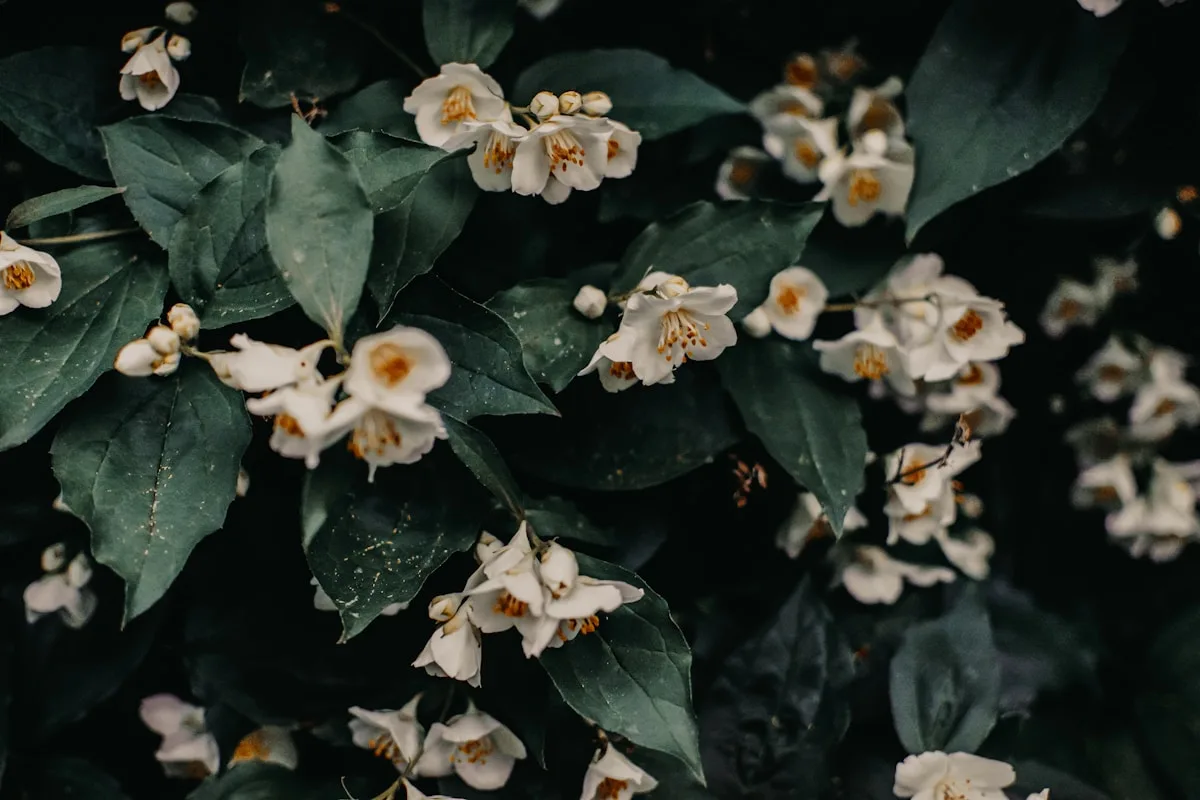 Grasse jasmine in bloom, the flower harvested for Chanel and Dior perfumes