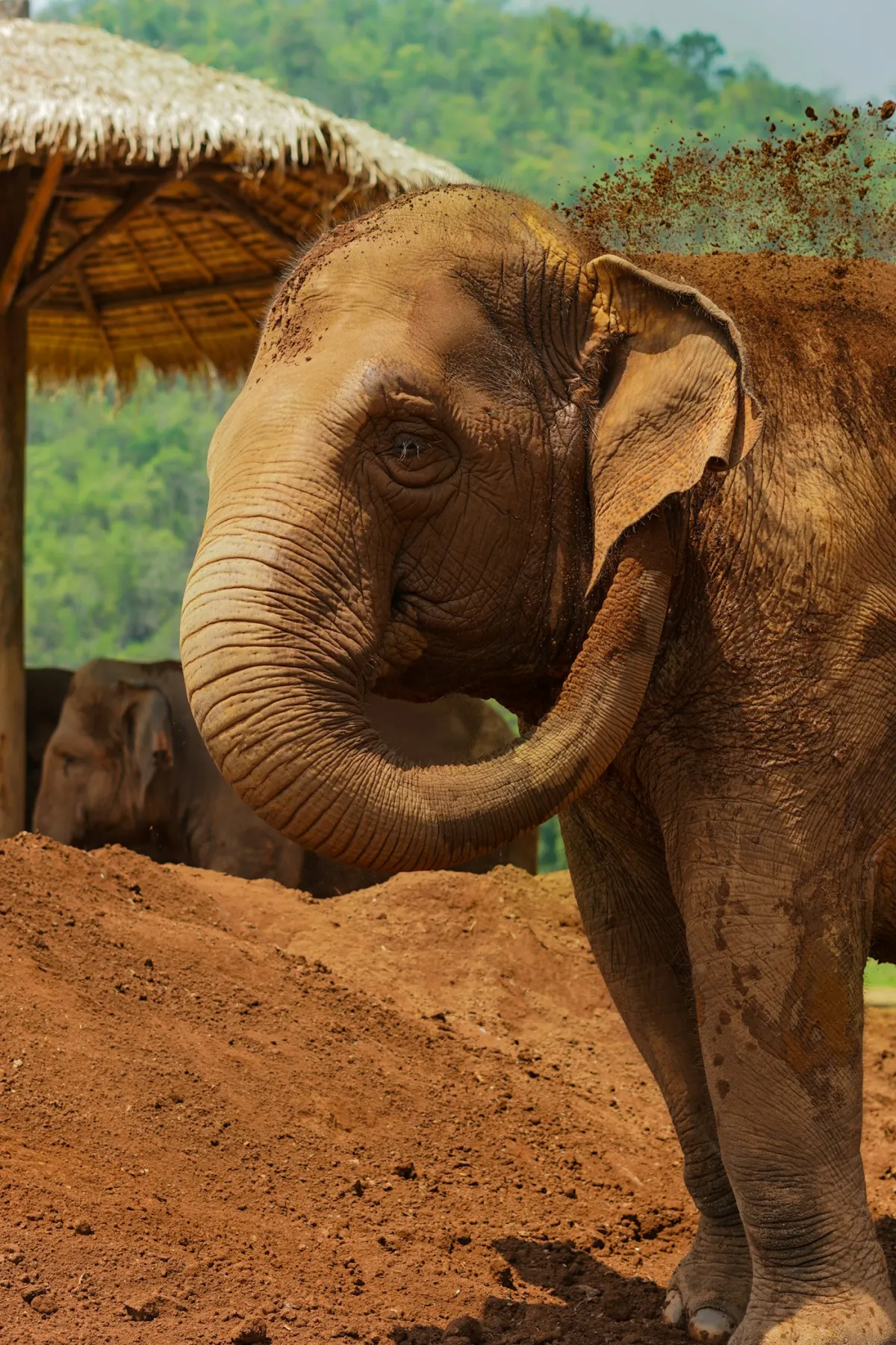 Rescued Asian elephant at a camp in northern Thailand near the Golden Triangle