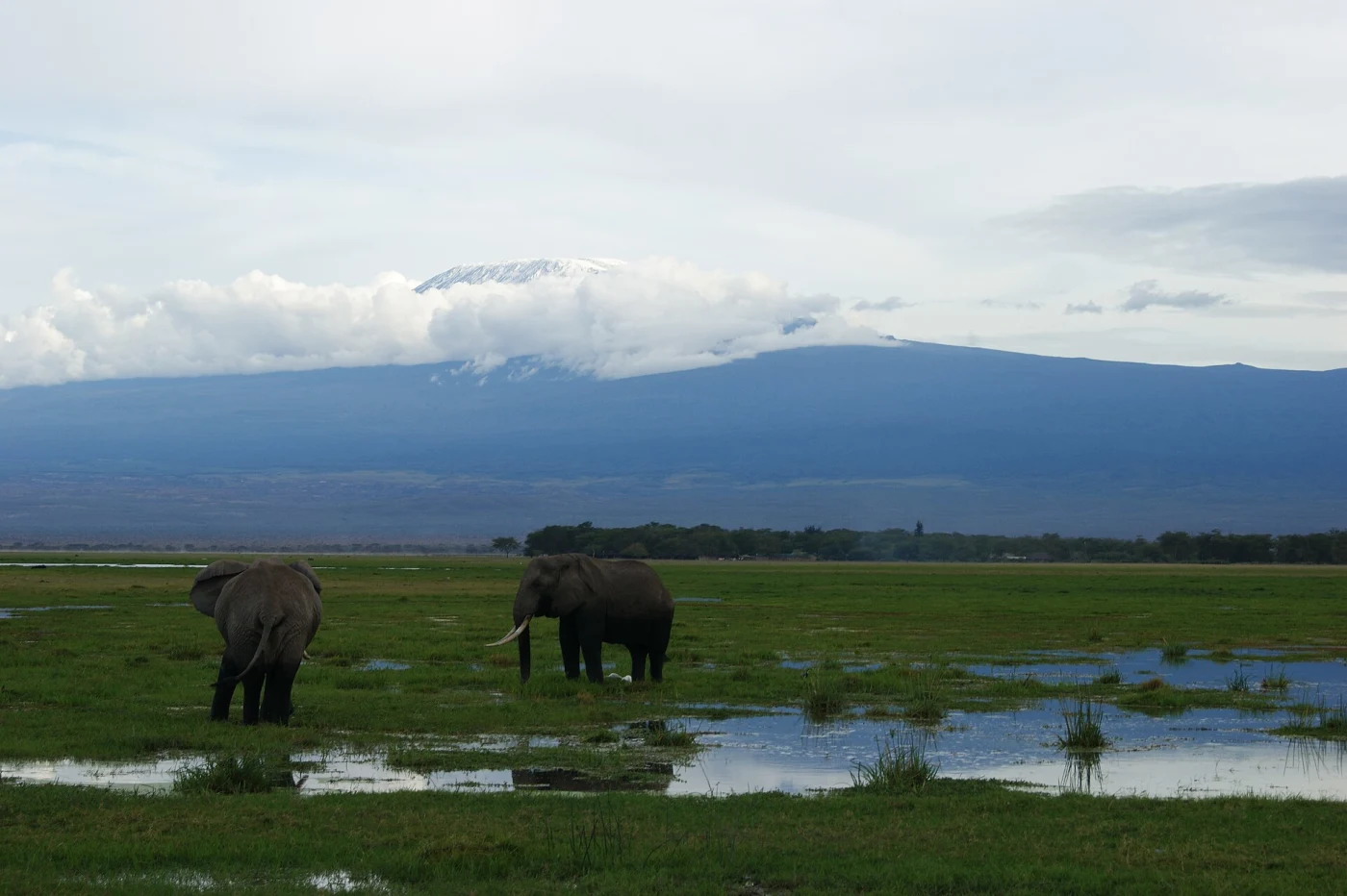 Elephants beneath Mount Kilimanjaro in Amboseli, Kenya, near the new Angama Amboseli camp