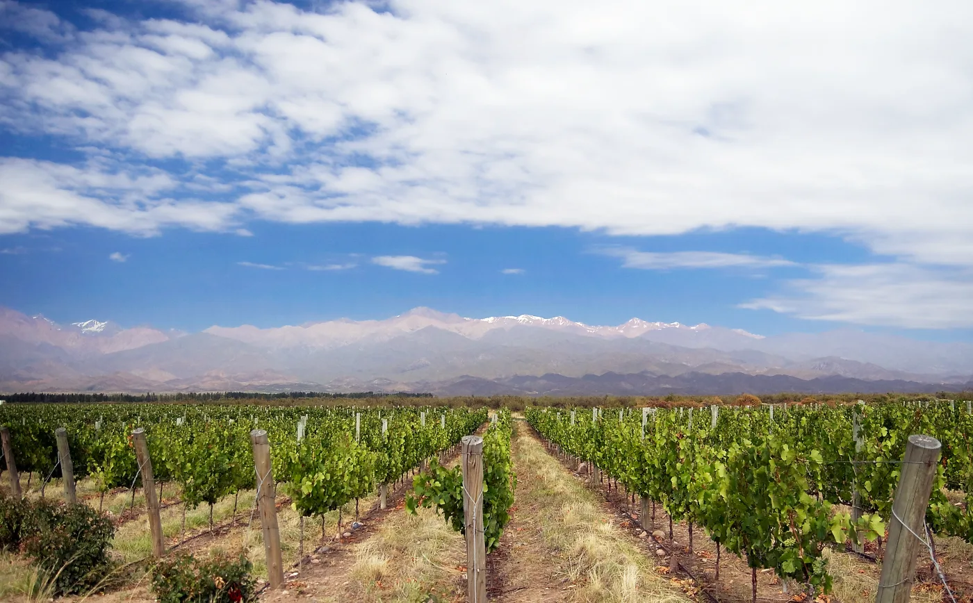 Rows of Malbec vines leading toward the snow-capped Andes in Mendoza, Argentina