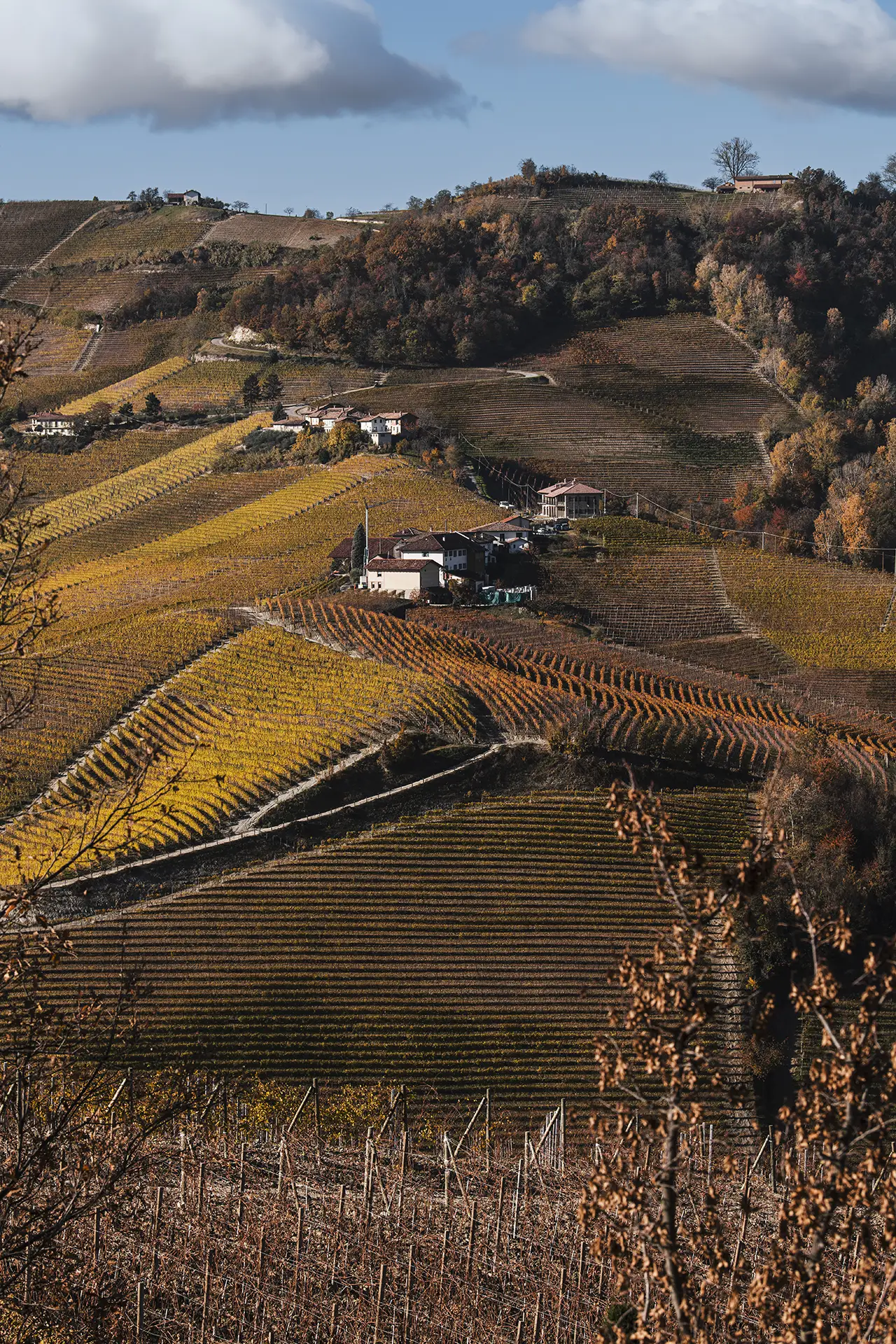 Golden autumn Barolo vineyards in the Langhe hills of Piedmont in white-truffle season