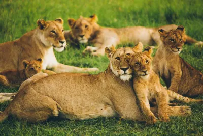 A lion pride with cubs resting in green grass on the Masai Mara plains in Kenya