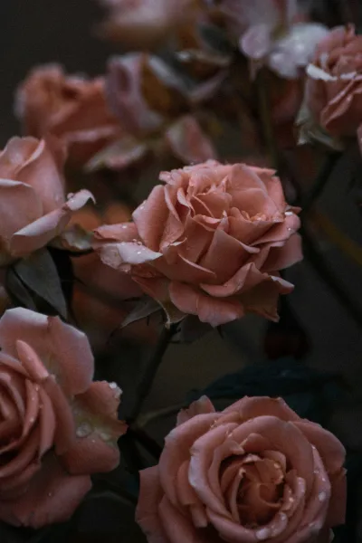 Rose de mai roses, the centifolia flower harvested near Grasse for perfume