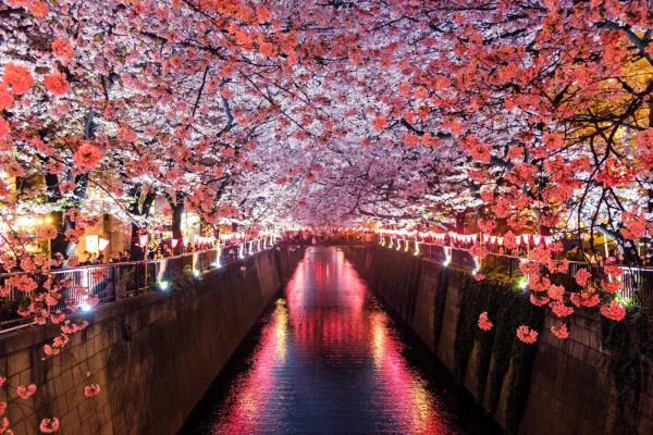 Japan cherry blossom sakura trees illuminated over canal at night spring Japan