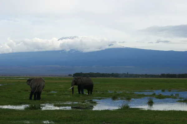 Elephants beneath Mount Kilimanjaro in Amboseli, Kenya, near the new Angama Amboseli camp