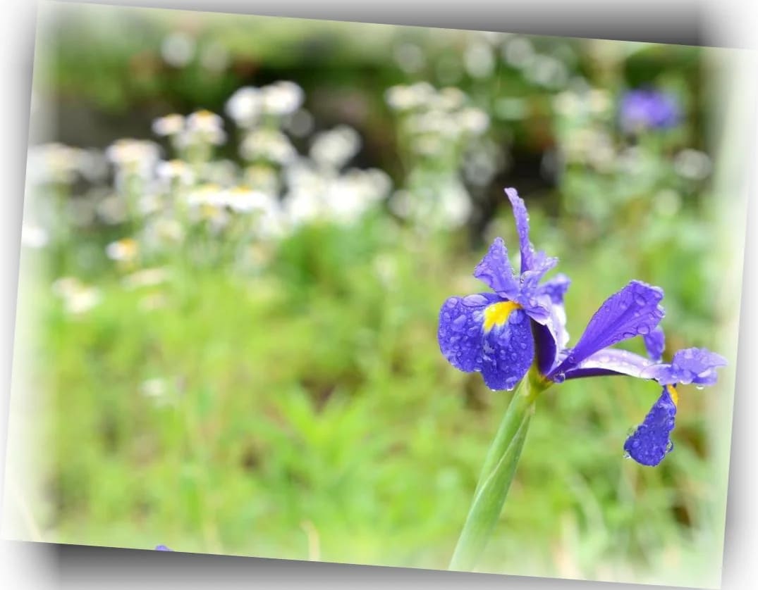 유후인_유후사료_유후인_플로랄_빌리지_-_숙소에서_590m