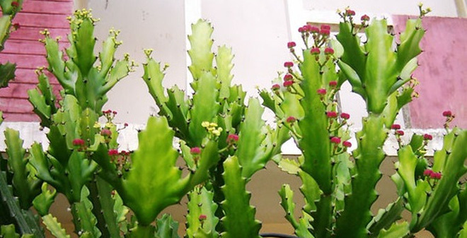 Những loại cây không nên trồng trước nhà