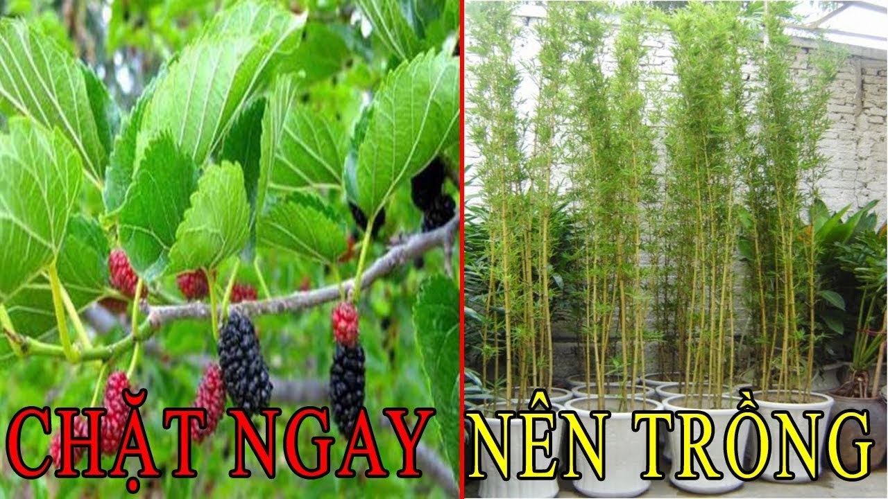 Những loại cây không nên trồng trước nhà