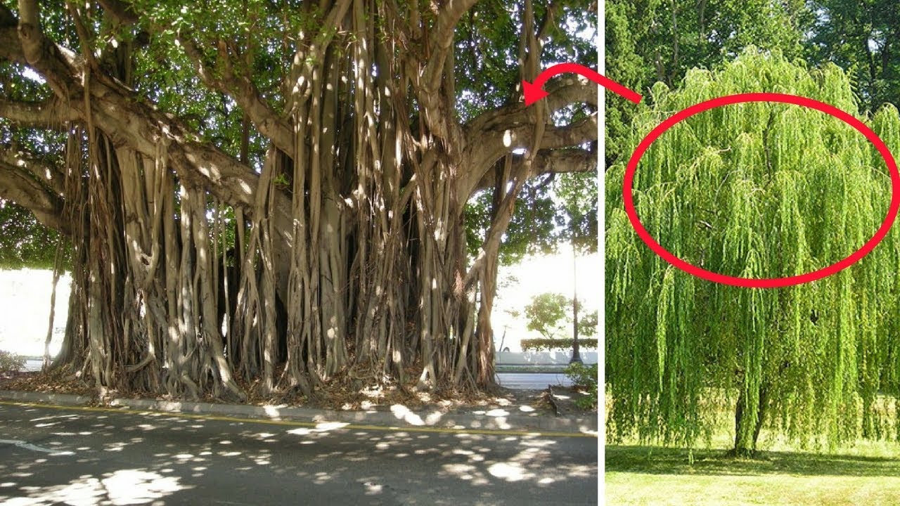 Những loại cây không nên trồng trước nhà