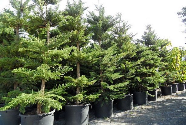 Những loại cây không nên trồng trước nhà