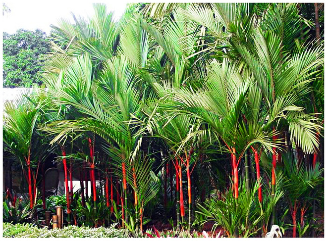 Có nên trồng cây lộc vừng trước nhà không? - Những loại cây không nên trồng trước nhà