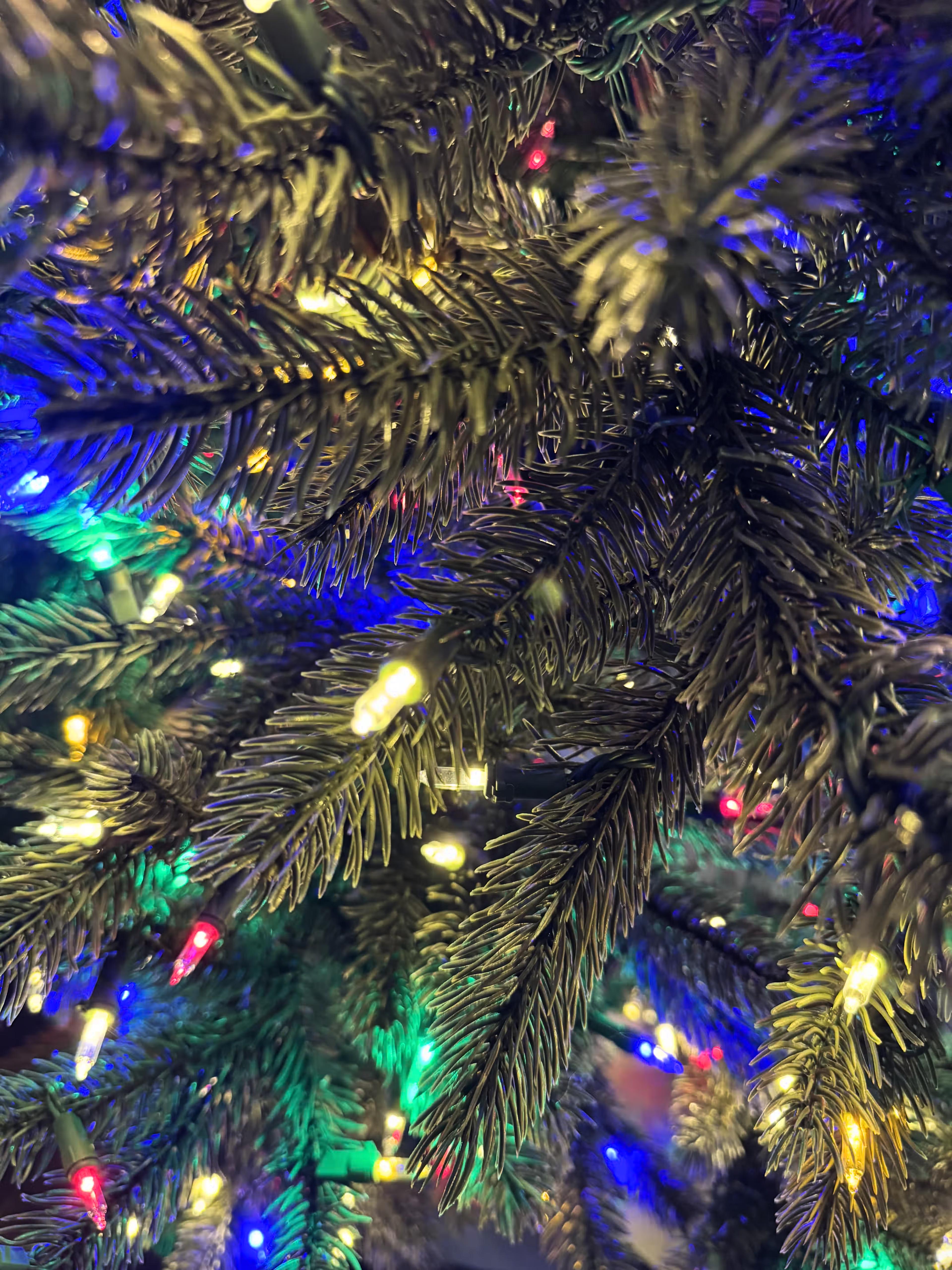 Room lights off with a close up of branch tips with clear+color lights. 