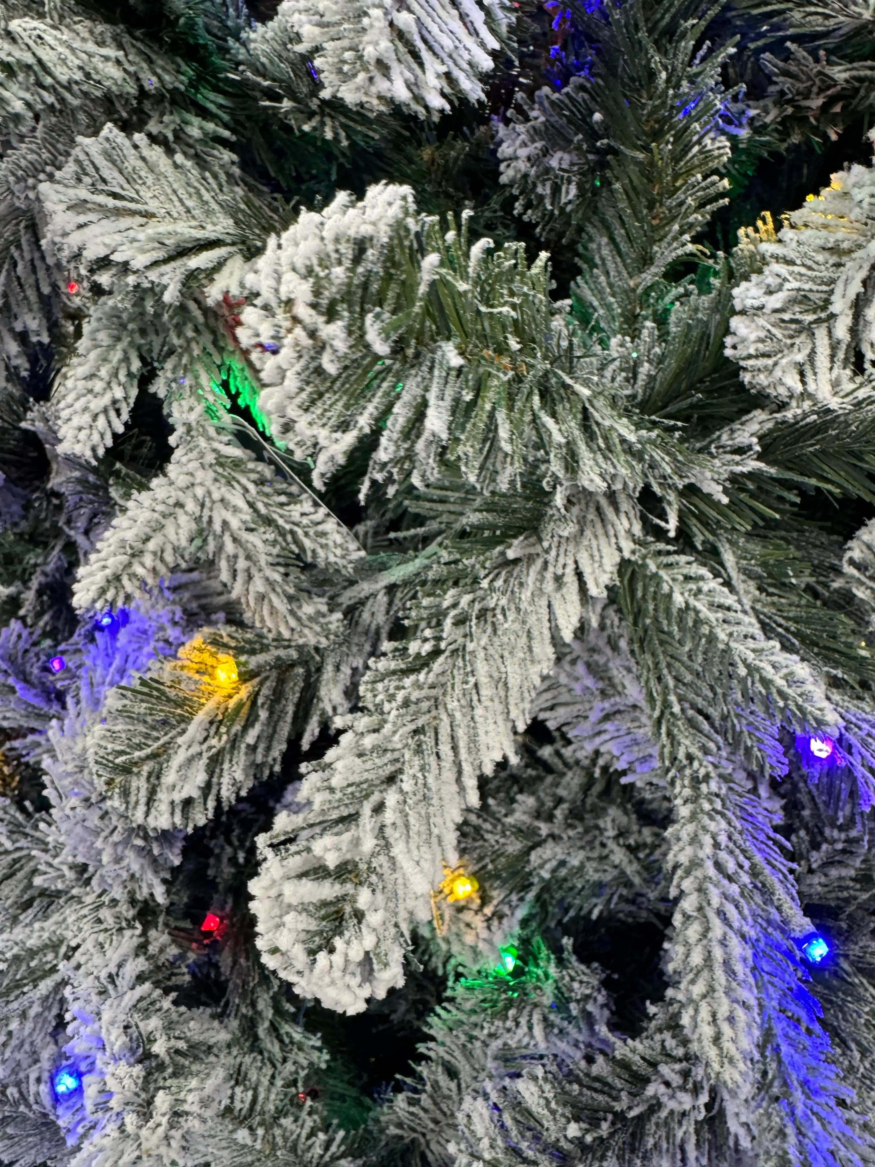 At Home Alberta Spruce - view 4