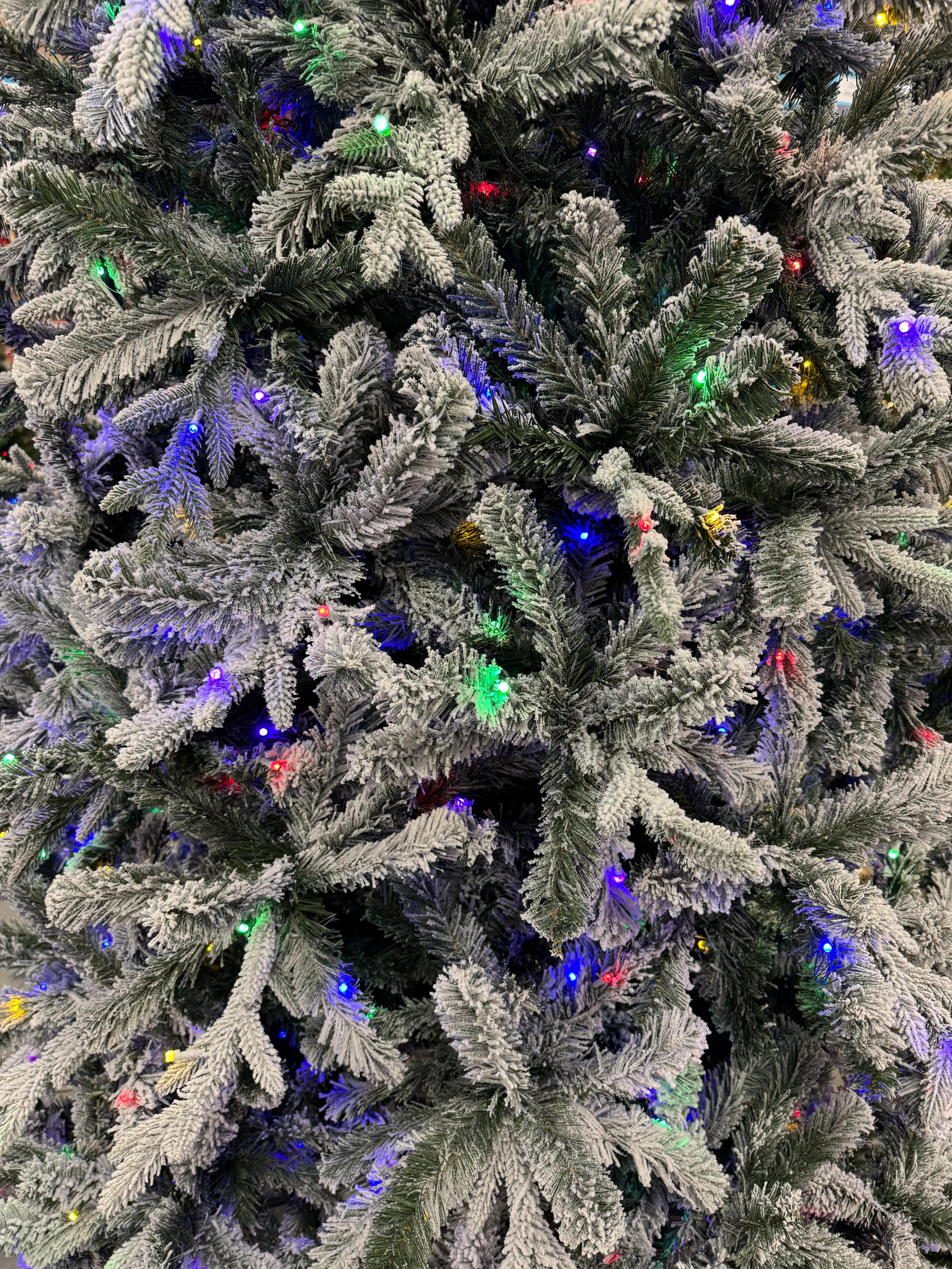 At Home Alberta Spruce - view 7