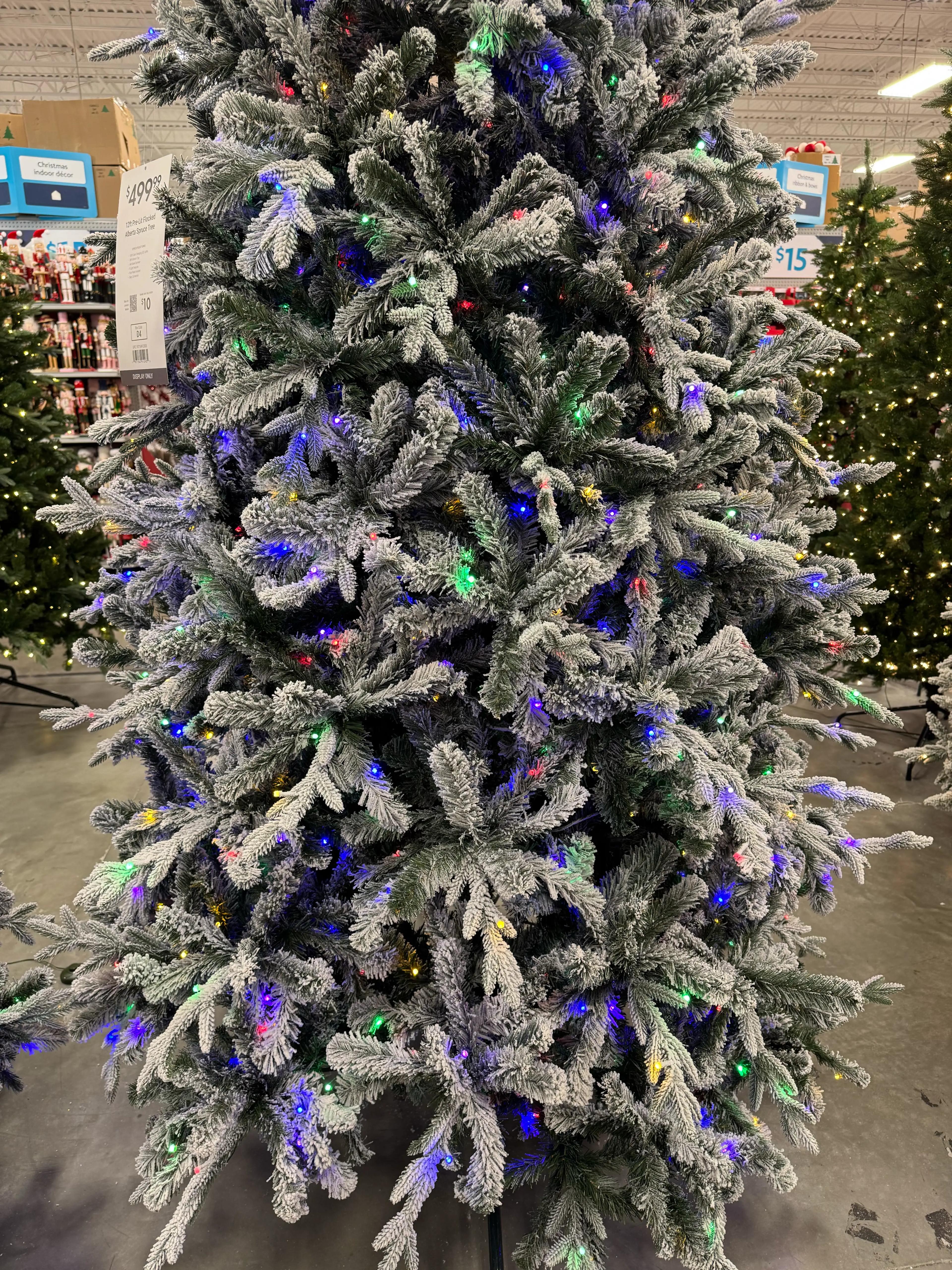 At Home Alberta Spruce - view 5