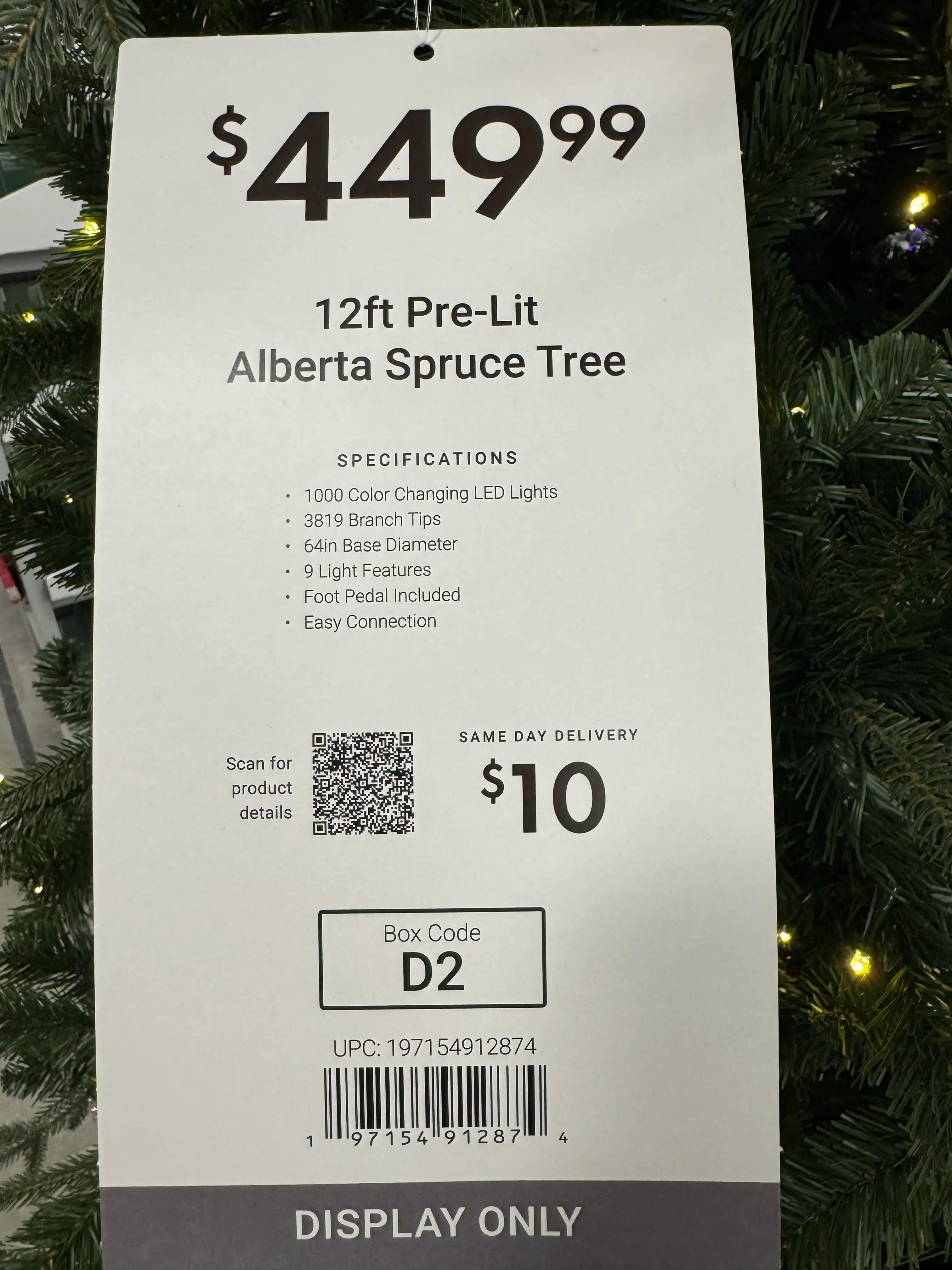 At Home Alberta Spruce - view 17