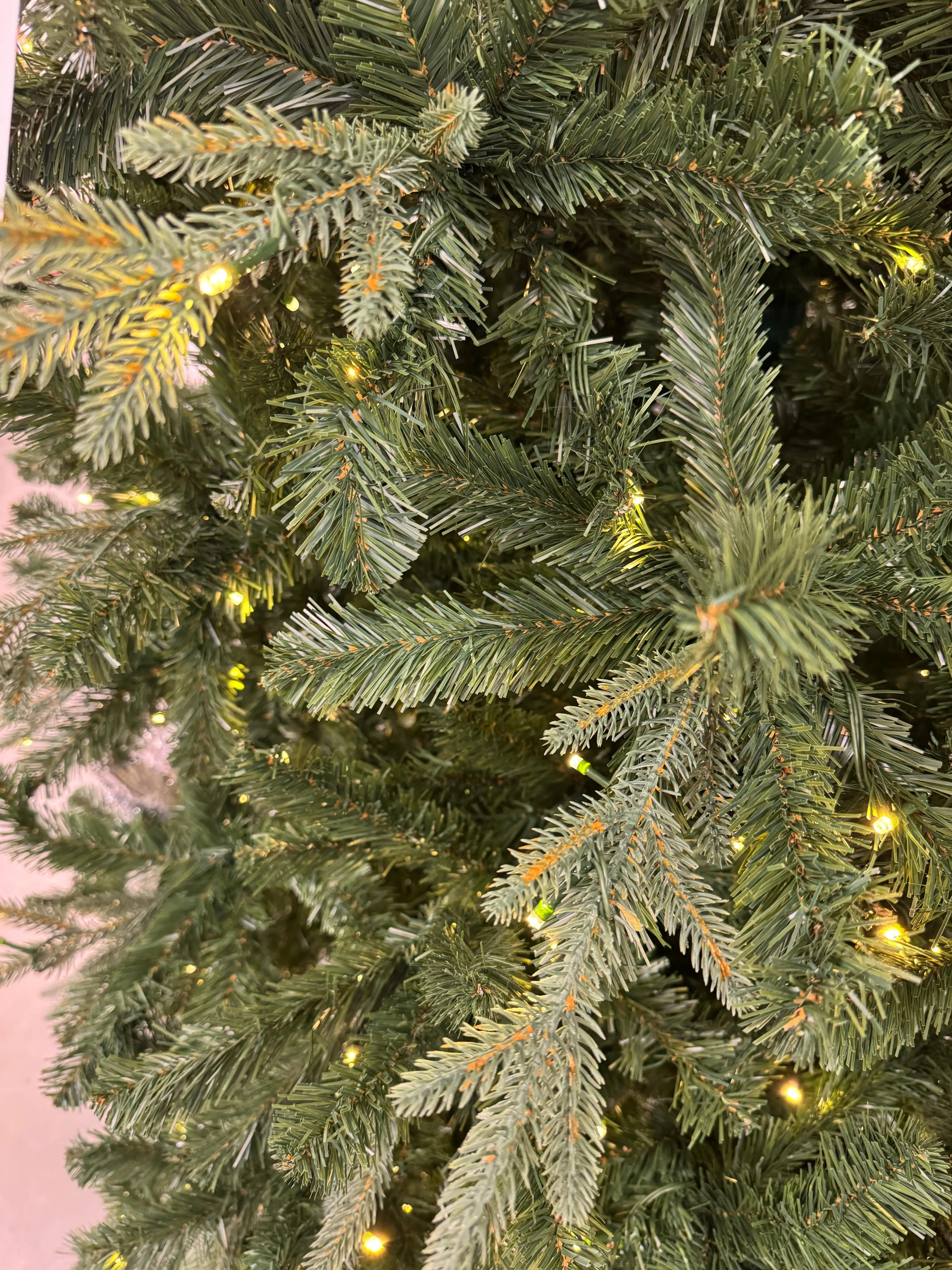 At Home Alberta Spruce - view 16