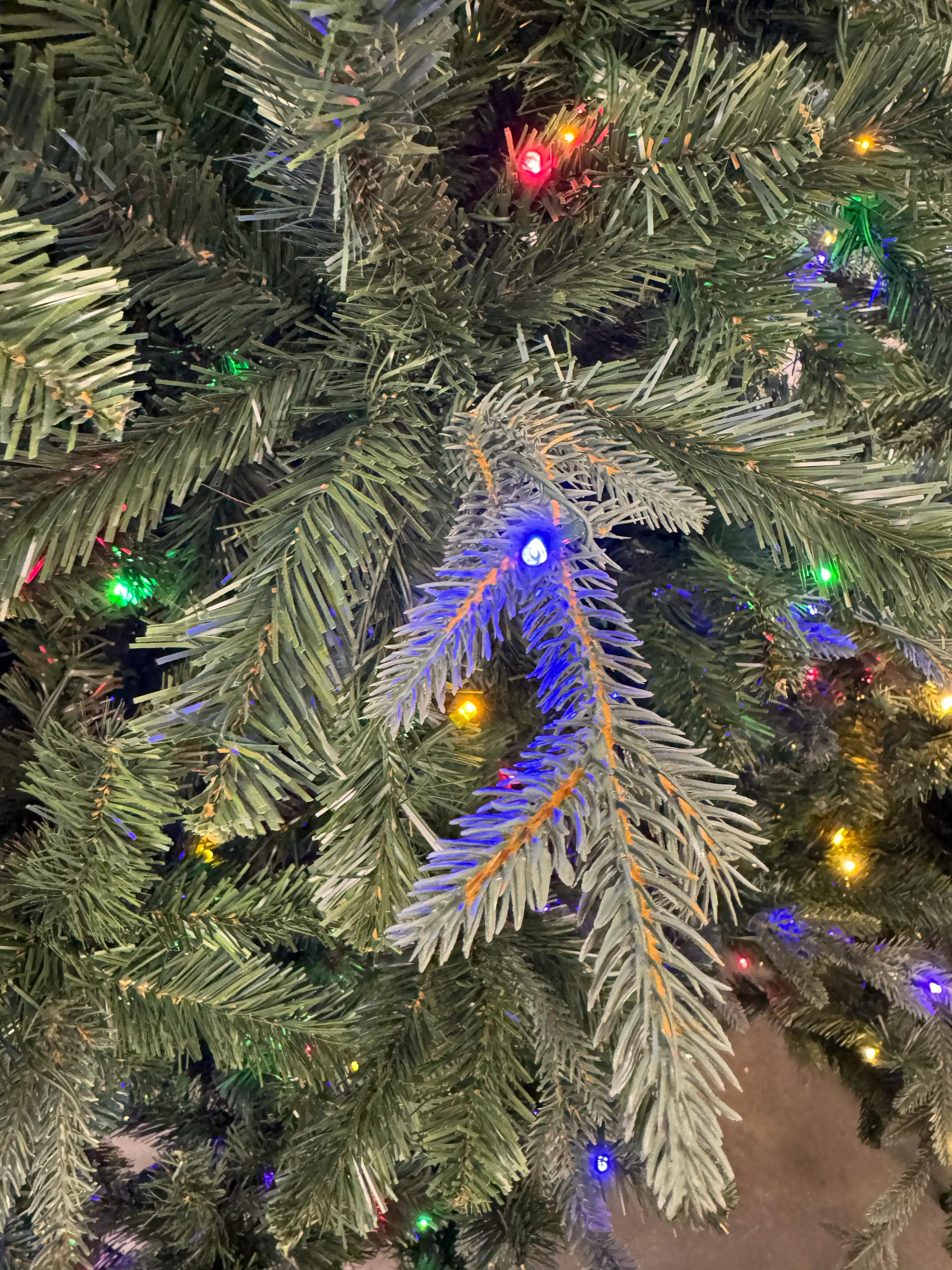 At Home Alberta Spruce - view 20