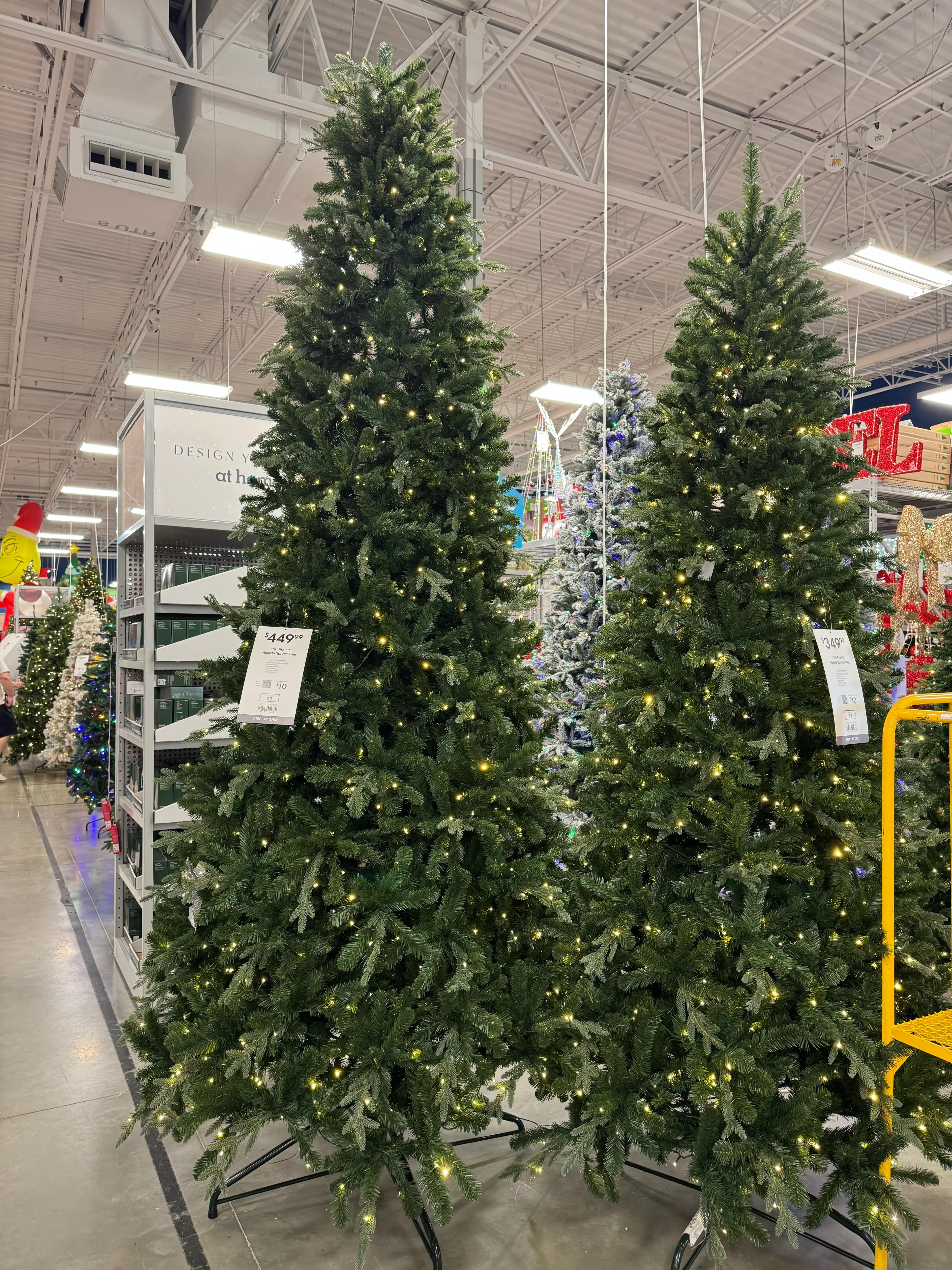 At Home Alberta Spruce - view 14