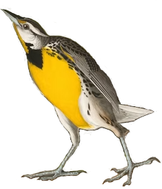 Meadowlark bird
