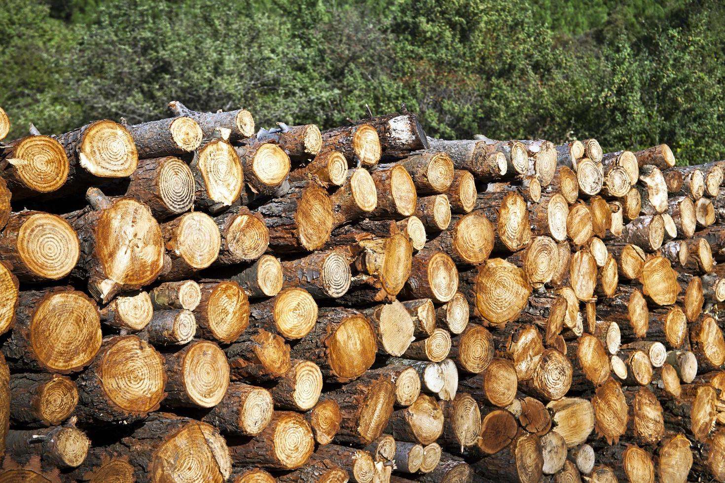 Madera cortada