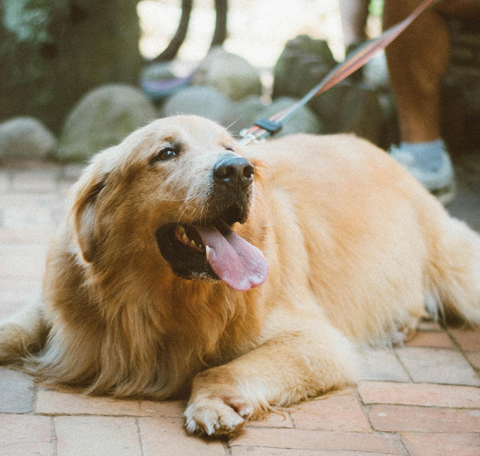 golden retriever patio leash