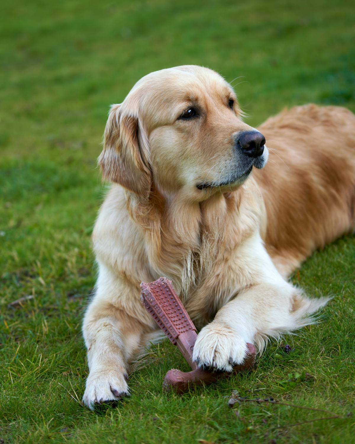 dog with chew toy