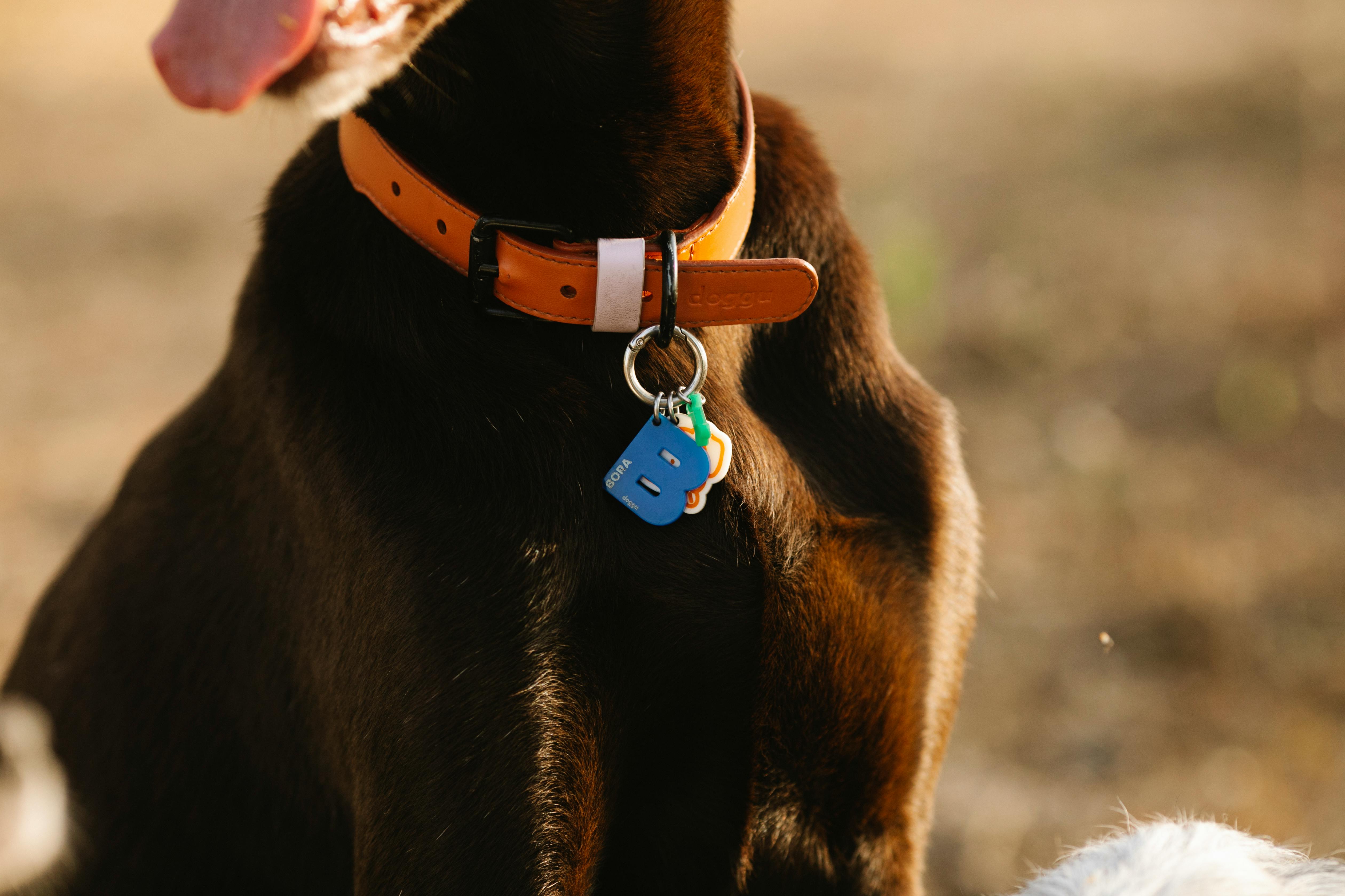 dog collar tag