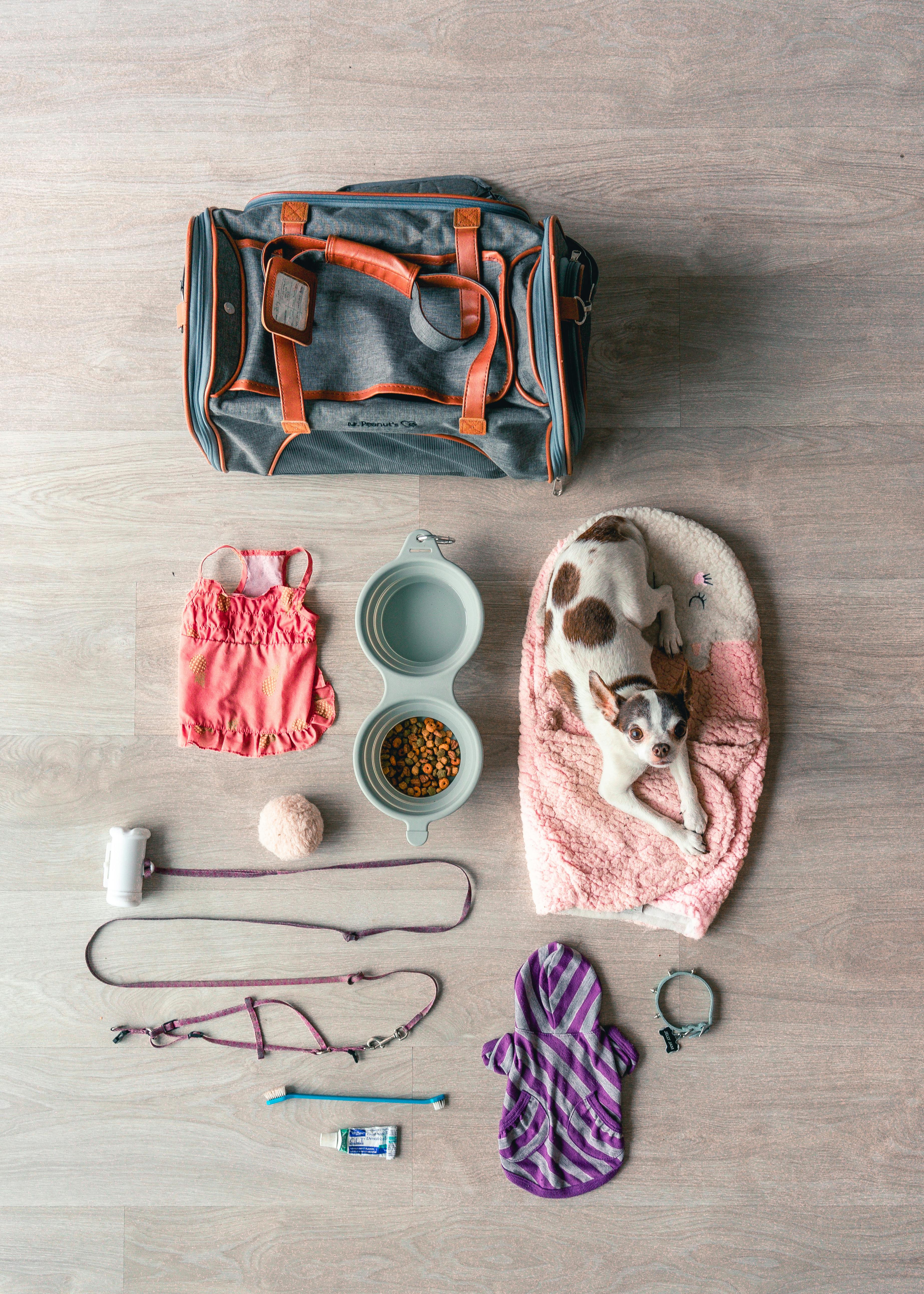 dog travel essentials