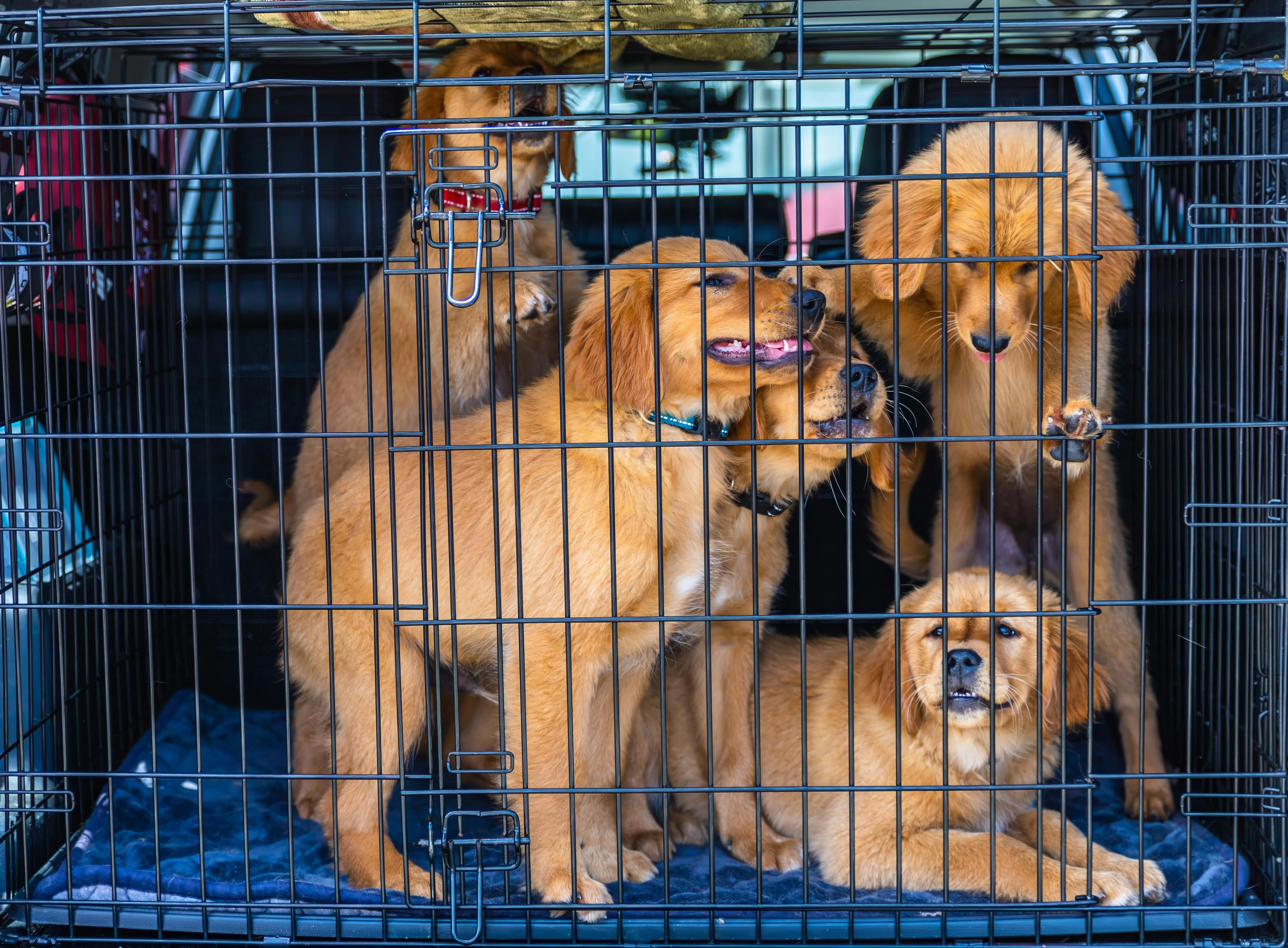 dog crate car trunk