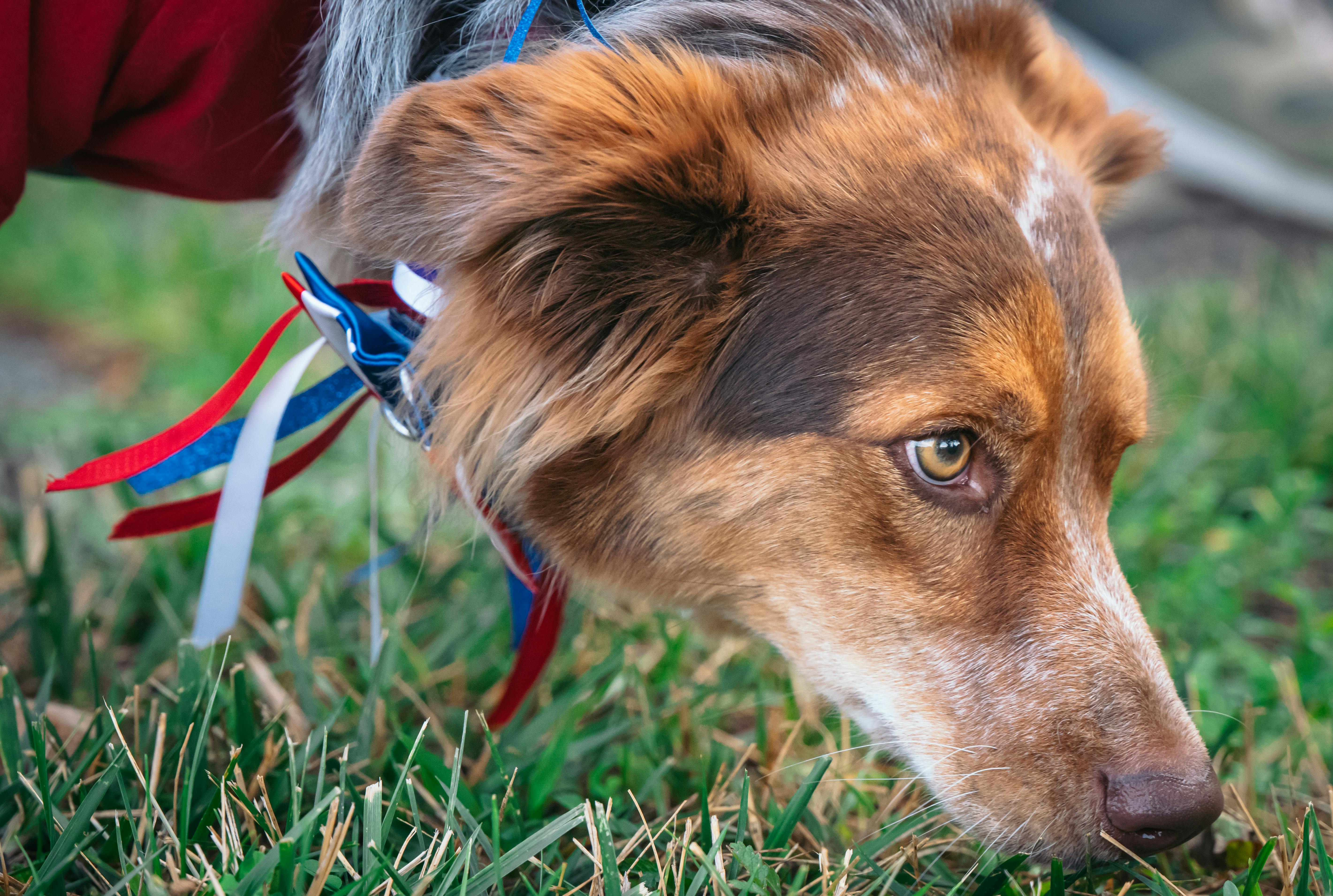 dog sniffing grass