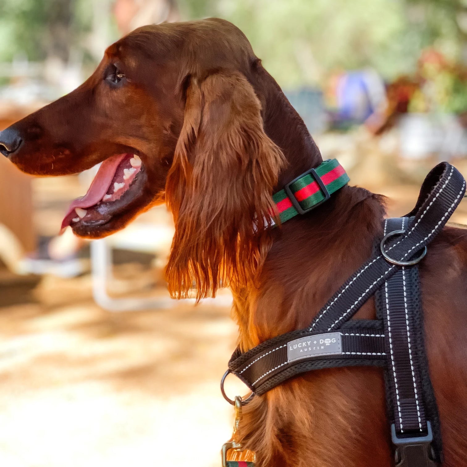 LUCKY+DOG No-Pull Harness on an Irish Setter