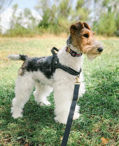 Wire Fox Terrier wearing a LUCKY+DOG no-pull harness on a walk