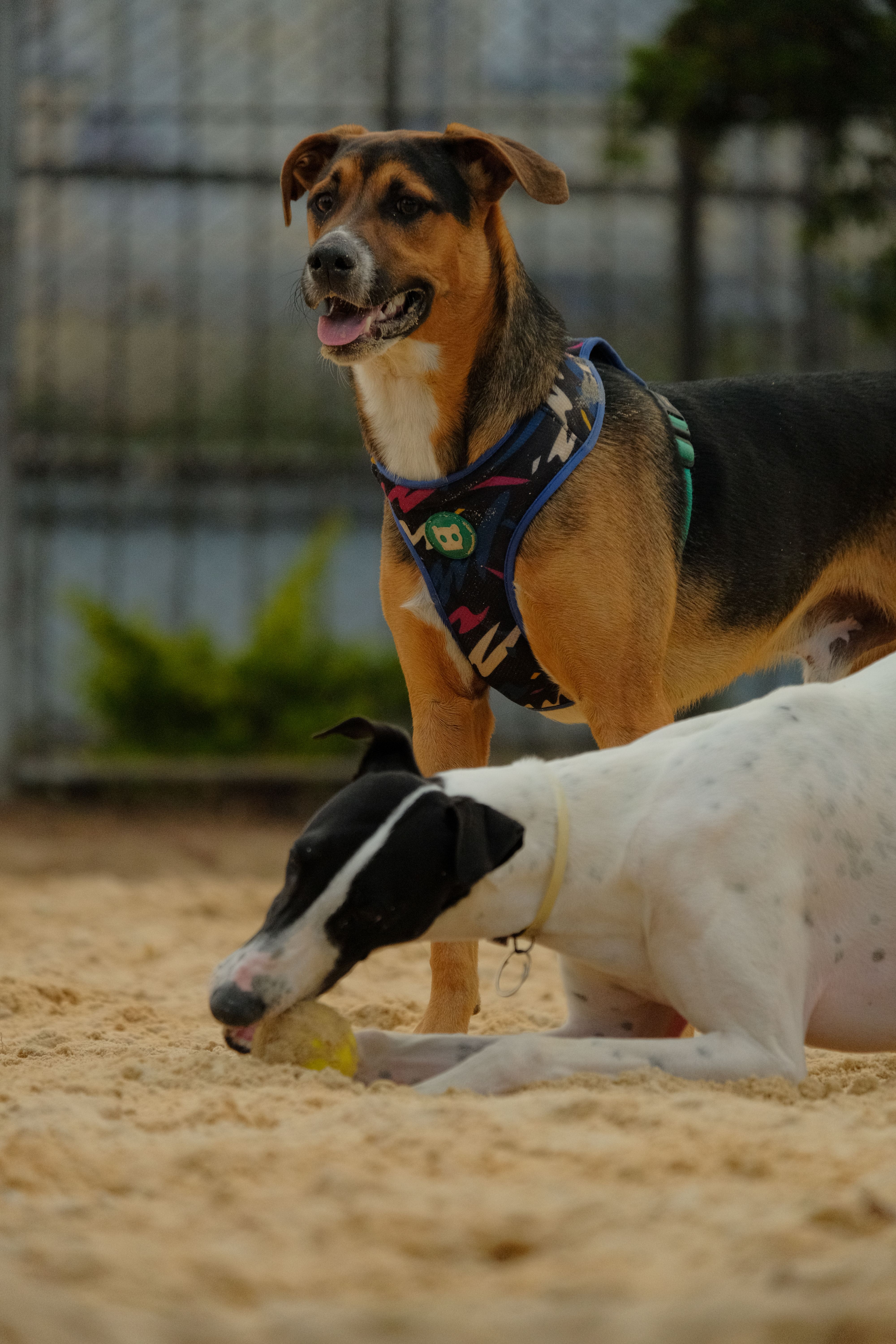 dogs playing park
