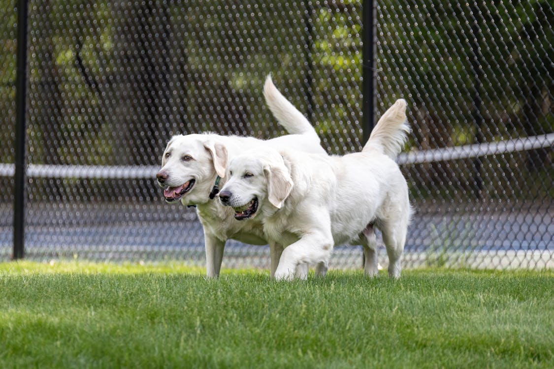 golden retrievers grass