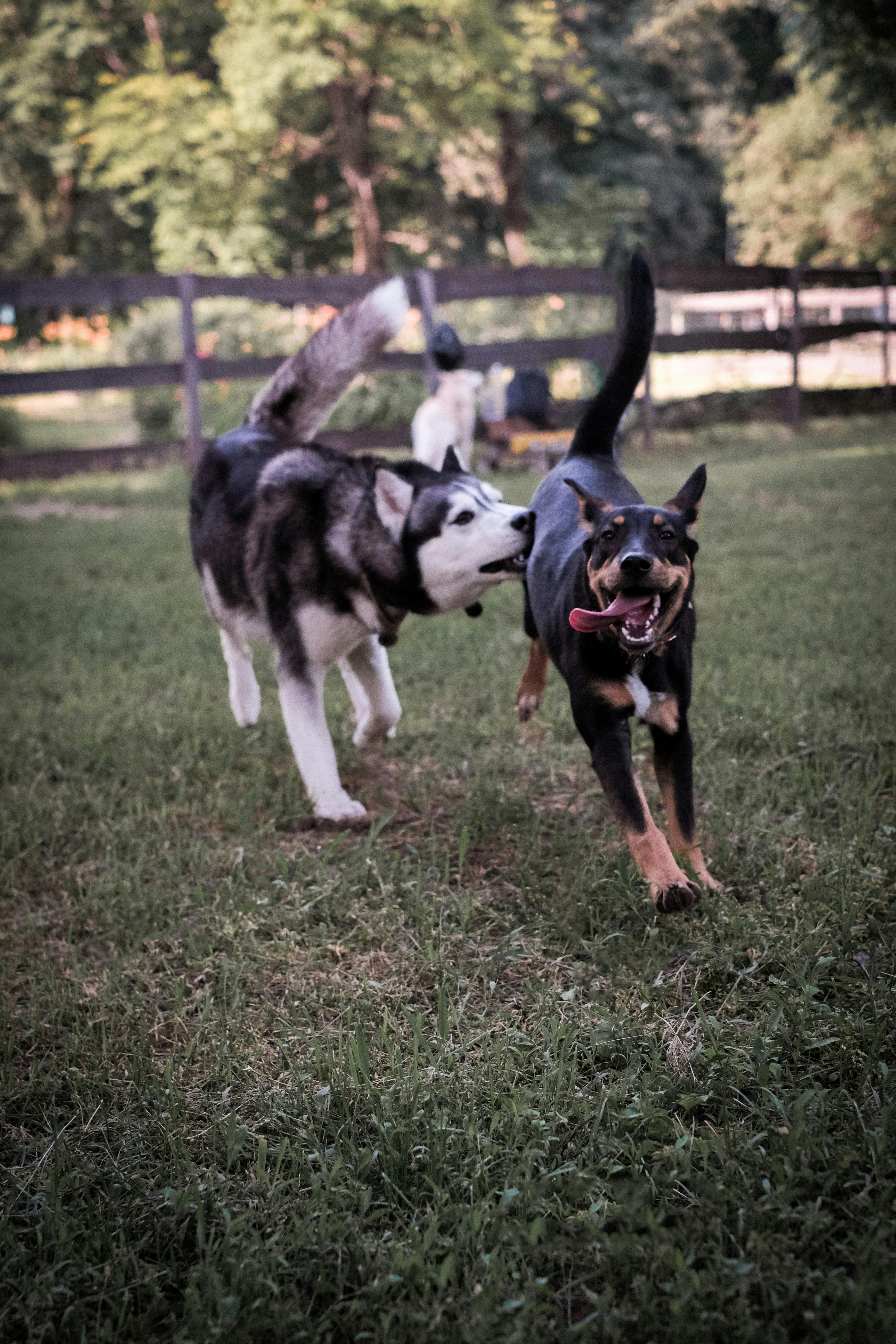 dogs running together