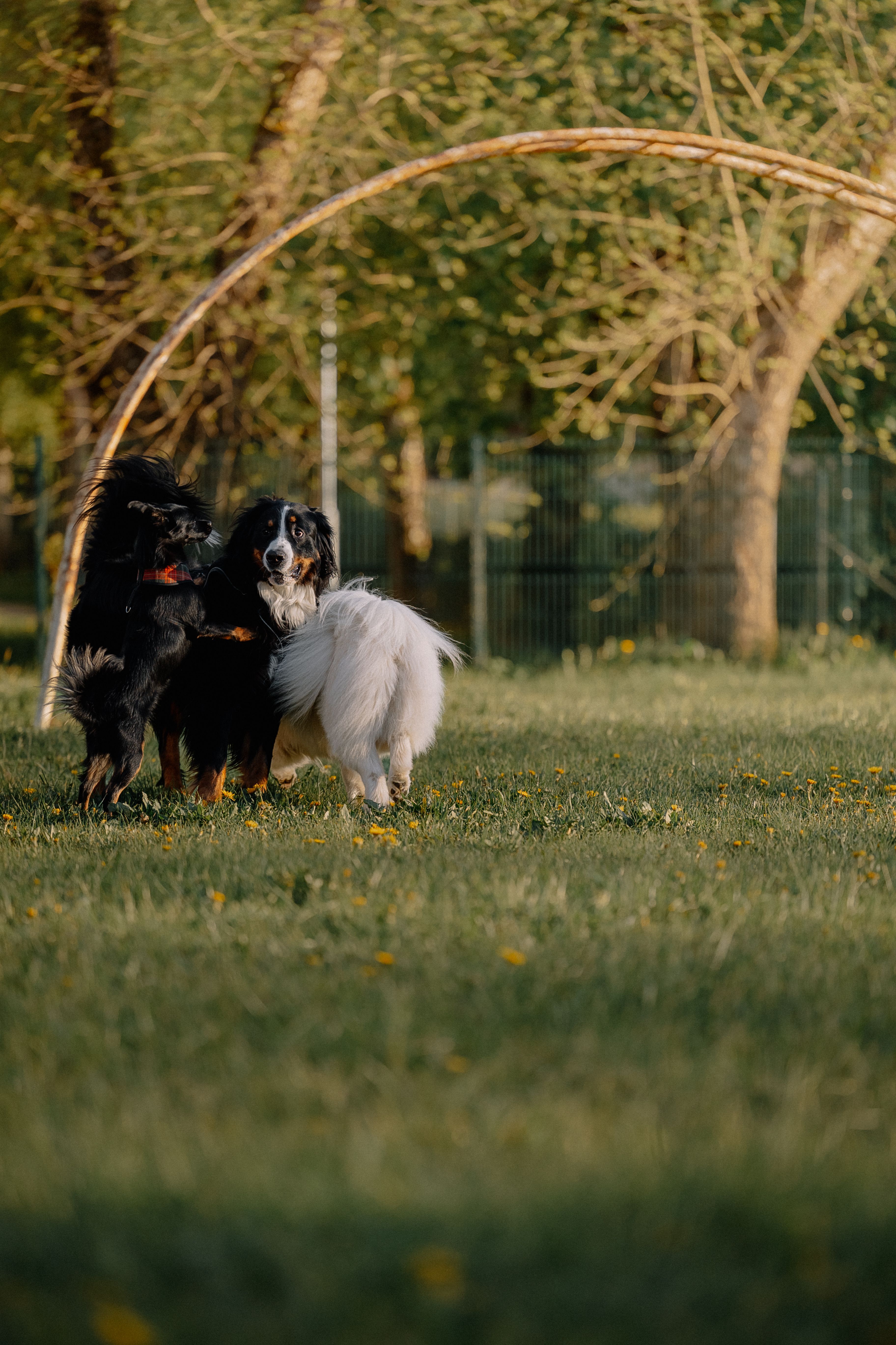 dogs in park